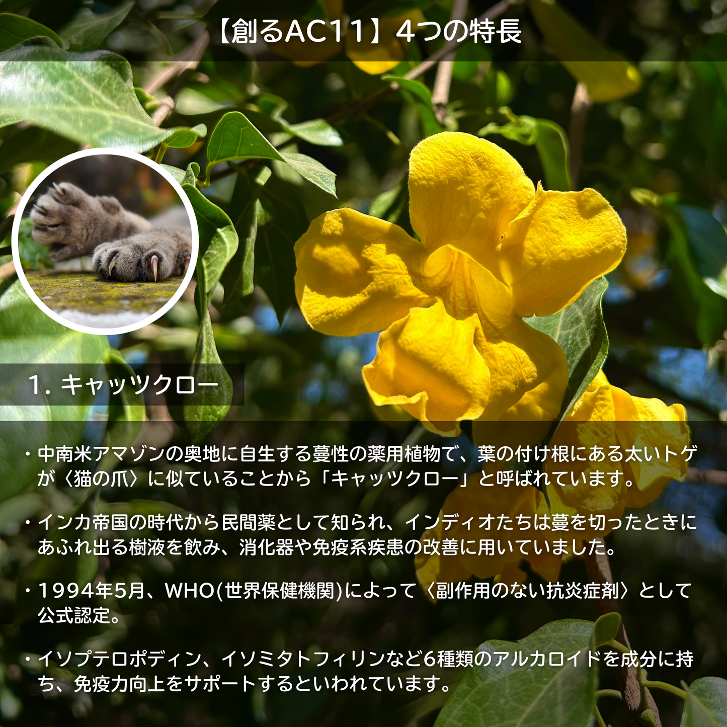 創るAC11