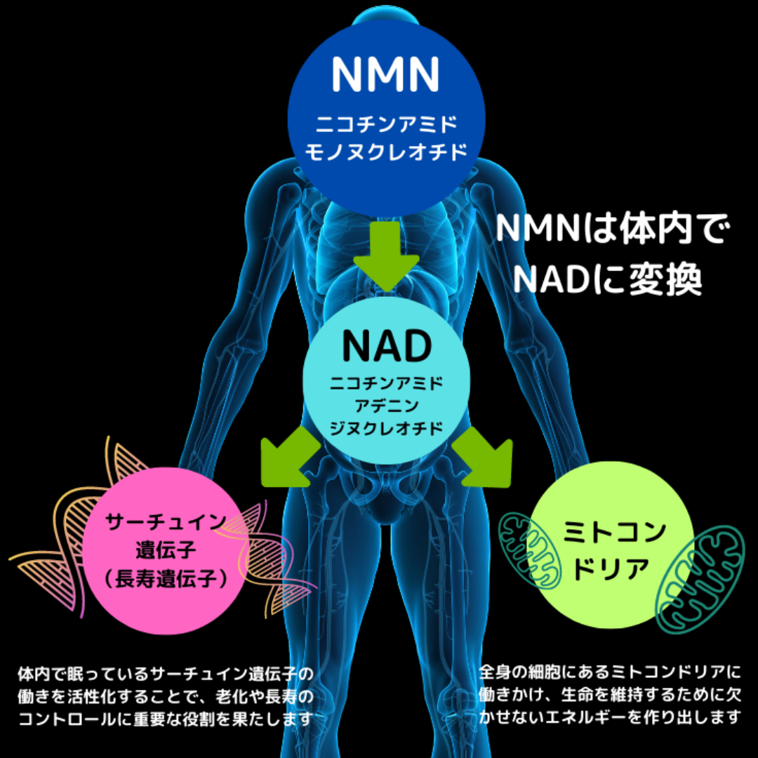 JHBL NMN 12000【じっくり体感】60粒 400mg