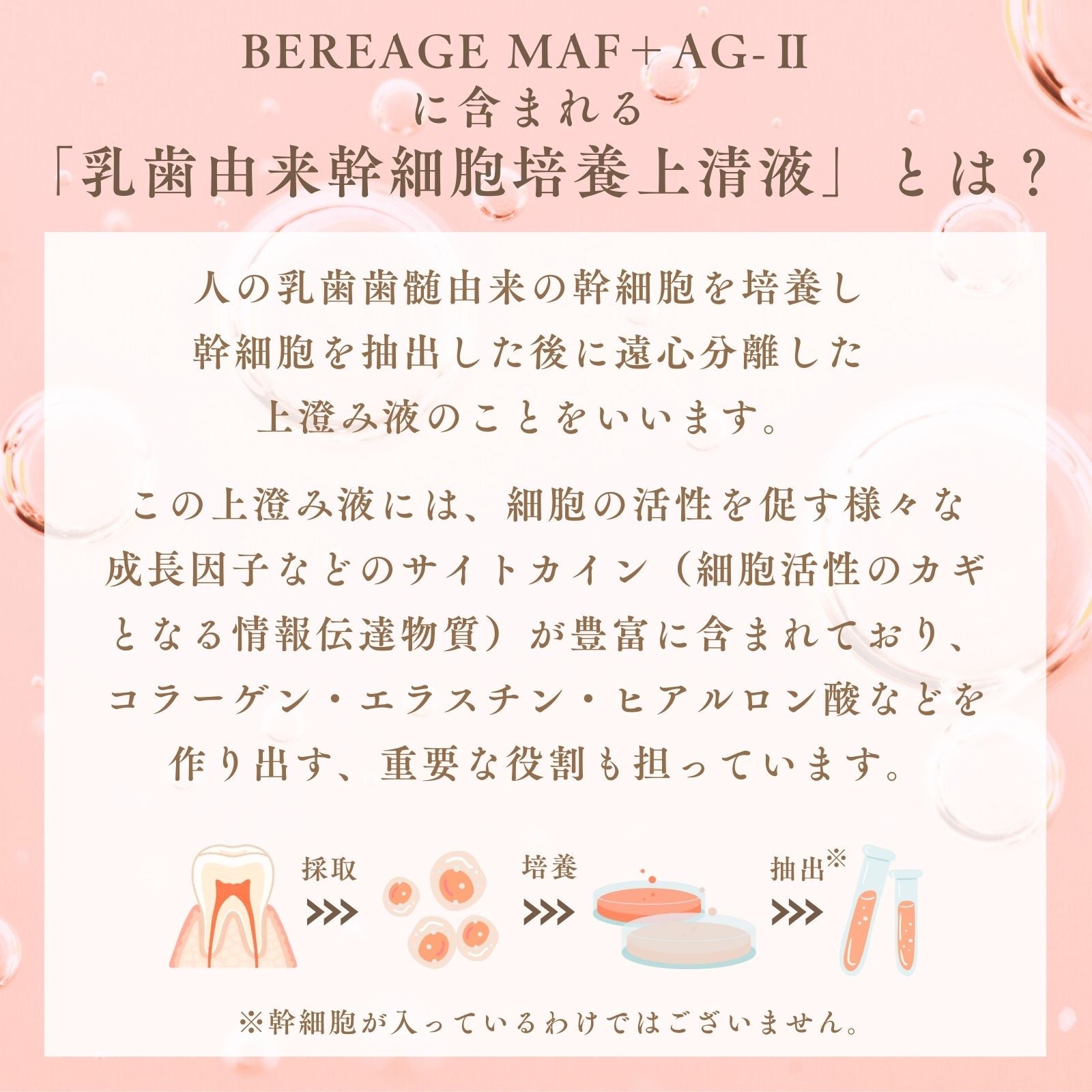 BEREAGE MAF+ AG-Ⅱ Supplement 歯髄幹細胞順化培養液含有サプリメント 内容量〈60粒〉 – exitpiko