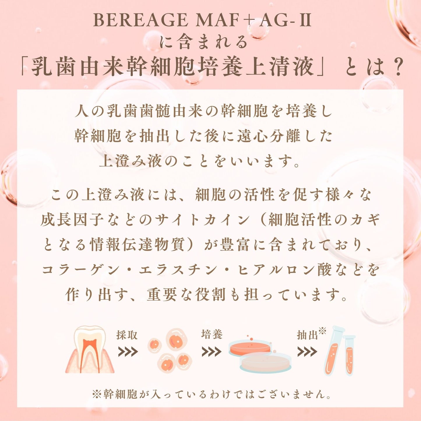 BEREAGE  MAF+  AG-Ⅱ Supplement 　歯髄幹細胞順化培養液含有サプリメント  内容量〈60粒〉